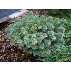 Ялиця Альпайн Бьюті продам саданець, висота 30-40 см, продам ялицю Alpine Beauty