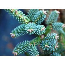 Ялиця Marokko продам саджанець, висота 15 см, Abies pinsapo Marokko