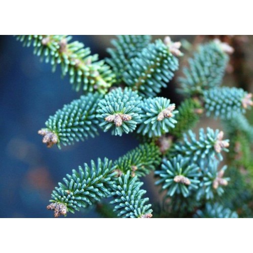 Ялиця Marokko продам саджанець, висота 15 см, Abies pinsapo Marokko