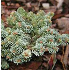 Ялиця благородна Blue Wonder, Abies procera Blue Wonder
