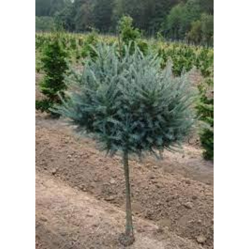 Модрина Блю Бол продам саджанець, штамб 40-50 см, продам модрину Blue Ball