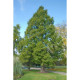 Метасеквоя китайська продам саджанець, висота 50-60 см, Metasequoia glyptostroboides