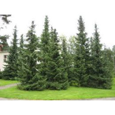 Ялина Shneverginter продам саджанець, штамб 40-45 см, продам ялину Shneverginter