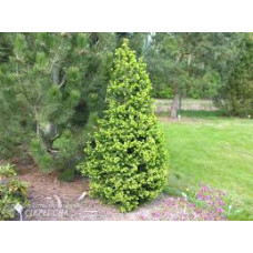Ялина Емсленд продам саджанець, штамб 40-50 см, продам ялину Emsland