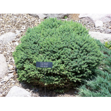 Ялина канадська Little Globe, Picea glauca Little Globe