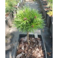Сосна гачкувата Jiri Sourek, Pinus uncinata Jiri Sourek