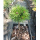 Сосна гачкувата Jiri Sourek, Pinus uncinata Jiri Sourek