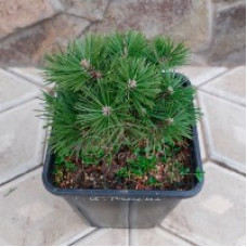 Сосна гачкувата Kovarska, Pinus uncinata Kovarska