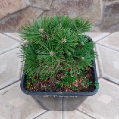 Сосна гачкувата Kovarska, Pinus uncinata Kovarska
