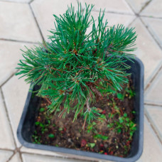 Сосна гачкувата Vysoky, Pinus uncinata Vysoky