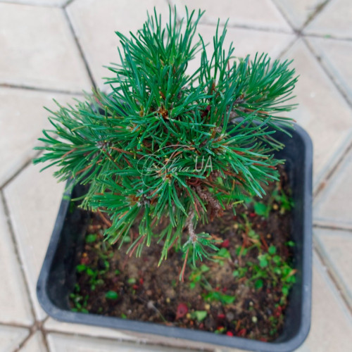 Сосна гачкувата Vysoky, Pinus uncinata Vysoky