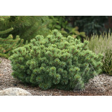 Сосна Катрін Елізабет продам саджанець, штамб 25 см, Pinus parviflora Catherine Elizabeth