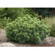 Сосна Катрін Елізабет продам саджанець, штамб 25 см, Pinus parviflora Catherine Elizabeth