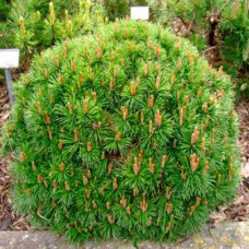 Сосна гірська Alpen Hexe, Pinus mugo Alpen Hexe