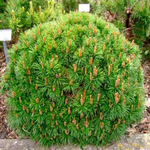 Сосна гірська Alpen Hexe, Pinus mugo Alpen Hexe