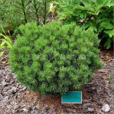 Сосна Кляйнер Прінц продам саджанець, Pinus mugo Kleiner Prinz