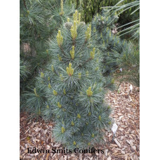 Сосна Ла Лао Янг продам саджанець, висота 15 см, горщик С2, Pinus koraiensis La Lao Yang