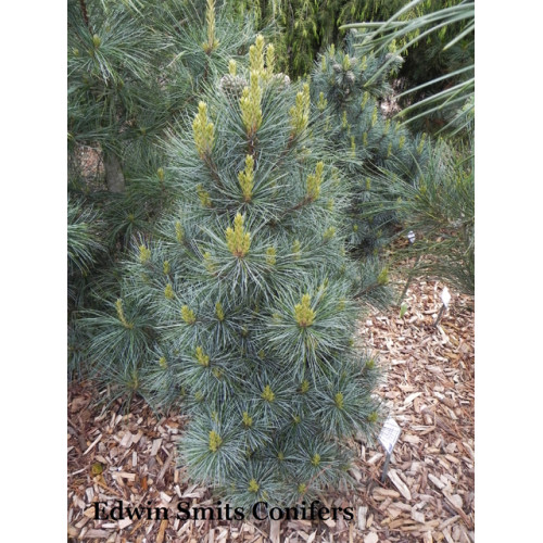 Сосна Ла Лао Янг продам саджанець, висота 15 см, горщик С2, Pinus koraiensis La Lao Yang