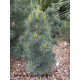 Сосна Ла Лао Янг продам саджанець, висота 15 см, горщик С2, Pinus koraiensis La Lao Yang