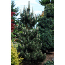 Сосна тунберга Kotobuki продам саджанець, висота 20-25 см, Pinus thunbergii Kotobuki