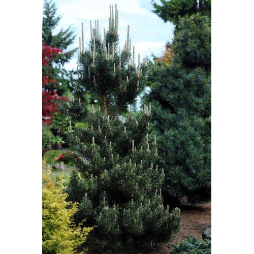 Сосна тунберга Kotobuki продам саджанець, висота 20-25 см, Pinus thunbergii Kotobuki