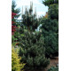 Сосна тунберга Kotobuki продам саджанець, висота 20-25 см, Pinus thunbergii Kotobuki