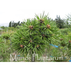 Сосна Пепіно продам саджанець, Pinus sylvestris Pepino