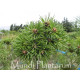 Сосна Пепіно продам саджанець, Pinus sylvestris Pepino