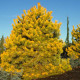 Сосна Вінтер Голд продам саджанець, висота 20-25 см, Pinus sylvestris Winter Gold