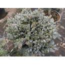 Ялиця Бонанза продам саджанець, висота 15 см, Abies koreana Bonanza