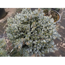Ялиця Бонанза продам саджанець, висота 15 см, Abies koreana Bonanza