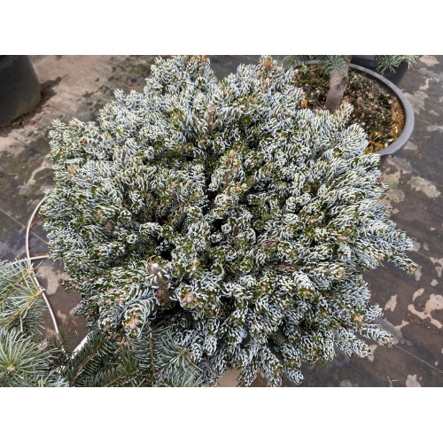 Ялиця Бонанза продам саджанець, висота 15 см, Abies koreana Bonanza