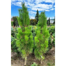 Продам саджанець сосни Erecta, висота 35-40 см, куплю сосну Еректа