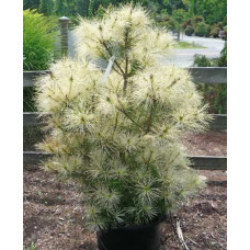 Продам сосну Golden Ghost, висота 30 см, продаж саджанця сосни Голден Гост