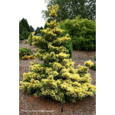 Сосна дрібноквіткова Goldilocks, Pinus parviflora Goldilocks