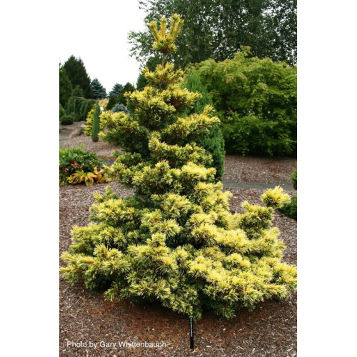 Сосна дрібноквіткова Goldilocks, Pinus parviflora Goldilocks