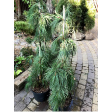 Сосна веймутова Pendula продам саджанець, висота 10 см, Pinus strobus Pendula