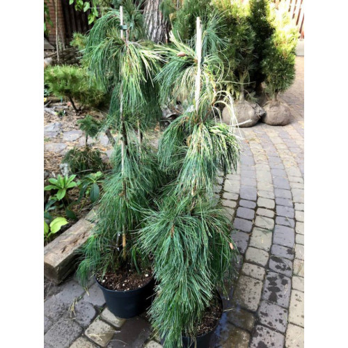 Сосна веймутова Pendula продам саджанець, висота 10 см, Pinus strobus Pendula