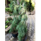 Сосна веймутова Pendula продам саджанець, висота 10 см, Pinus strobus Pendula