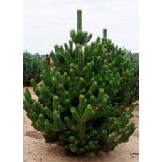 Продам сосну Oregon Green, висота 30 см, продам саджанець сосни Орегон Грін