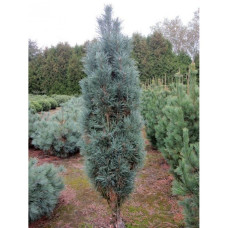 Продам саджанець сосни кедрової Glauca Fastigiata, висота 20 см, продам сосну кедрову Глаука Фастигіата