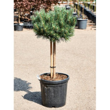 Сосна Ватерері продам саджанець, висота 20-25 см, Pinus sylvestris Watereri