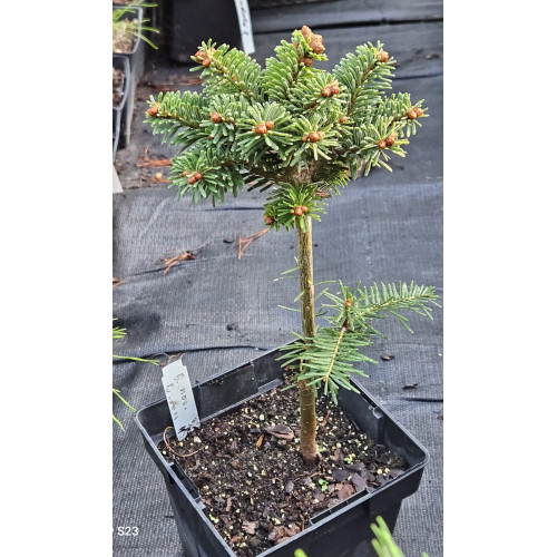 Продам саджанець ялиці Broom H, висота 25 см